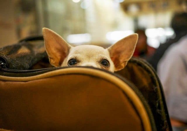 Pet Camping Preparation